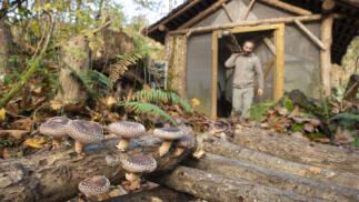 Visita guiada al bosque de Fungi Natur con degustación